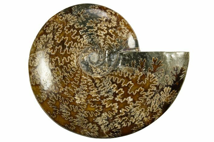Polished, Agatized Ammonite (Cleoniceras) - Madagascar #327692